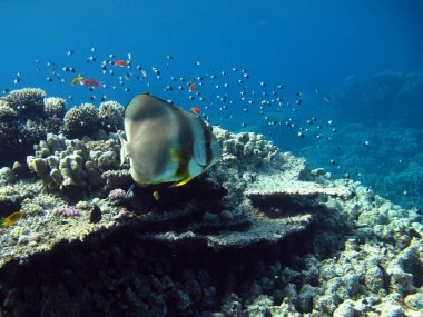 Balık. Longfin Yarasa Balığı, 70 cm 'ye kadar büyür (genellikle 50-60 cm). Yosun ve küçük omurgasızlarla beslenir..