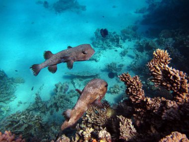 Kirpi balığı. Uzun sivri uçlu kirpi balığı - 92 cm 'ye kadar büyür, deniz kestanesi ve yengeçlerle beslenir, çoğunlukla geceleri avlanır..