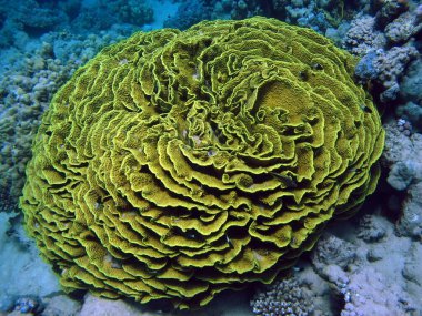 Kızıl Deniz 'in güzel mercan kayalıkları.