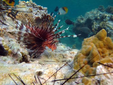 Aslan balığı. Balık - bir tür kemik balığı Osteichthyes. Scorpaenidae. Aslan Balığı Savaşçısı.