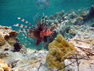 Kızıl Denizde Aslan Balığı.