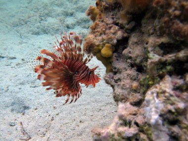 Aslan balığı. Balık - bir tür kemik balığı Osteichthyes. Scorpaenidae. Aslan Balığı Savaşçısı.
