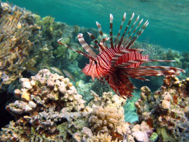 Aslan balığı. Balık - bir tür kemik balığı Osteichthyes. Scorpaenidae. Aslan Balığı Savaşçısı.