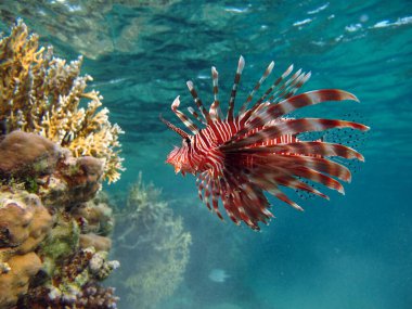 Aslan balığı. Balık - bir tür kemik balığı Osteichthyes. Scorpaenidae. Aslan Balığı Savaşçısı.