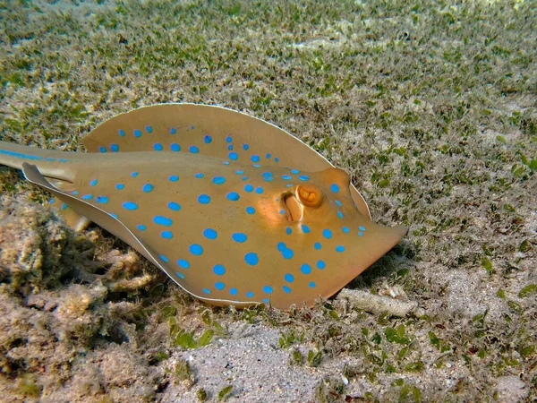 Taeniura Lymma Stingrays Batoidea Stingray Family Spotted Stingrays — Foto Stock