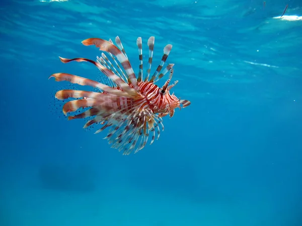 Lion Fish Red Sea — Stock Photo, Image