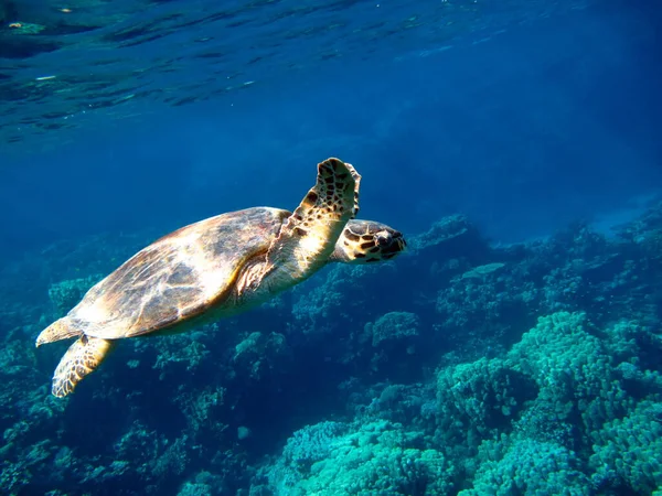 Tortugas Marinas Gran Tortuga Arrecife Bissa Los Arrecifes Del Mar — Foto de Stock