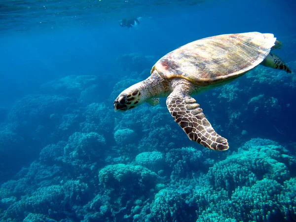 Sea turtles. Large reef turtle Bissa on the reefs of the Red Sea.