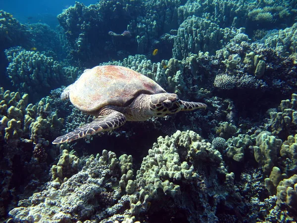 Tortugas Marinas Gran Tortuga Arrecife Bissa Los Arrecifes Del Mar —  Fotos de Stock