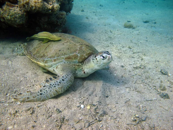 Große Grüne Schildkröte Den Riffen Des Roten Meeres — Stockfoto