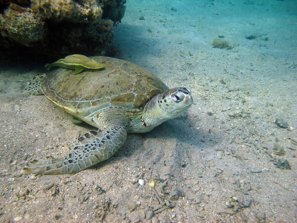 Большая зелёная черепаха на рифах Красного моря.