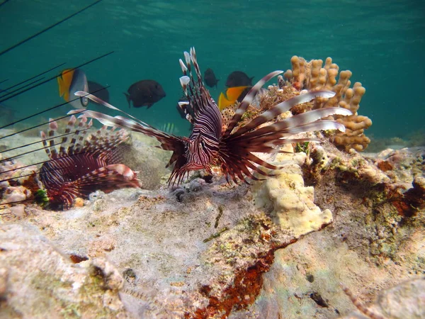 Lionfish. Fish - a type of bone fish Osteichthyes. Scorpaenidae. Lionfish warrior.