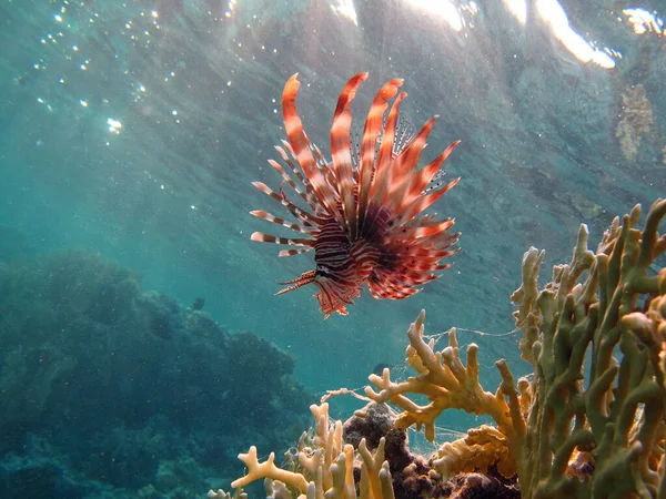 Lionfish. Fish - a type of bone fish Osteichthyes. Scorpaenidae. Lionfish warrior.