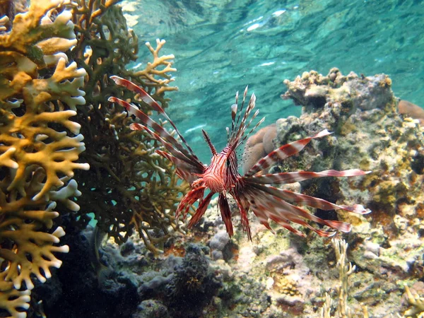 ライオンフィッシュだ 骨魚の一種Osteichthyes スコーパエンディウス ライオンフィッシュウォリアー — ストック写真