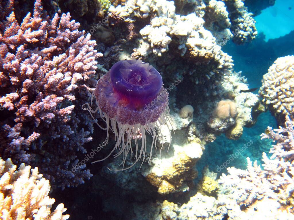 Jellyfish cauliflower, (Cephea cephea), or Cauliflower ellipse on the reefs of the Red Sea.