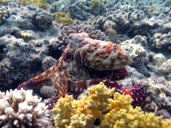 Octopus Grote Blauwe Octopus Rode Zee Riffen — Stockfoto