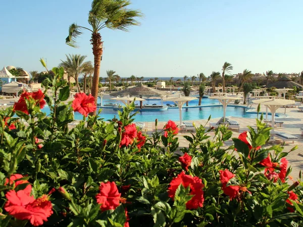 Bellissimi Fiori Della Costa Del Mar Rosso Egitto — Foto Stock