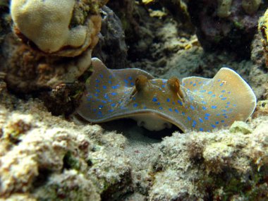 Taeniura lymma. Stingrays - Batoidea Stingray Ailesi. Benekli Vatozlar.