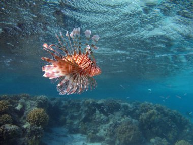 Aslan balığı. Balık - bir tür kemik balığı Osteichthyes. Scorpaenidae. Aslan Balığı Savaşçısı.