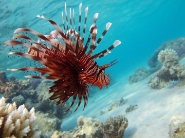 Aslan balığı. Balık - bir tür kemik balığı Osteichthyes. Scorpaenidae. Aslan Balığı Savaşçısı.