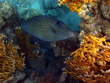 Karalanmış deri ceketli. Balık. Kemik balığı türü Osteichthyes. Tek boynuzlu at (Monacanthidae). Listelenmiş aluter.