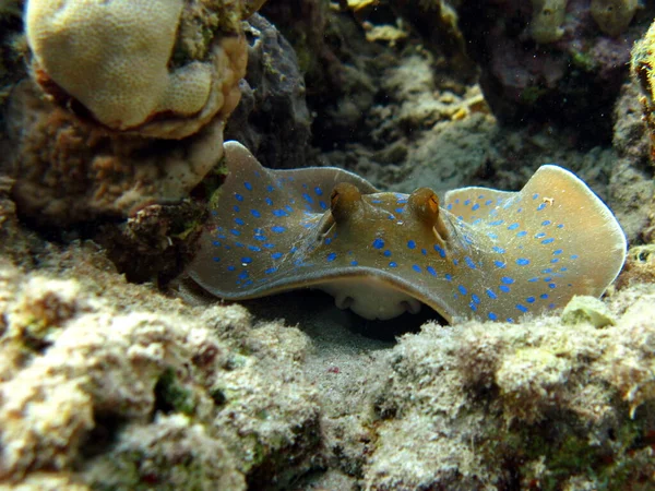 Taeniura lymma. Stingrays - Batoidea Stingray Ailesi. Benekli Vatozlar.
