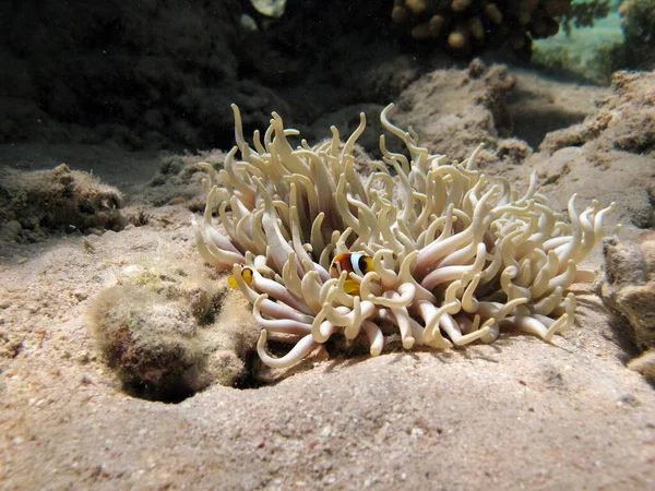 Clownfish Amphiprion Amphiprion Enae Red Sea Clownfish — Stock Photo, Image