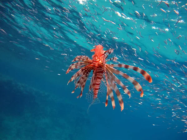 Lionfish. Fish - a type of bone fish Osteichthyes. Scorpaenidae. Lionfish warrior.