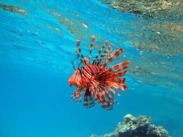 Lionfish. Fish - a type of bone fish Osteichthyes. Scorpaenidae. Lionfish warrior.