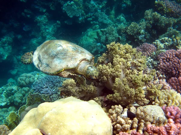 Tartarugas Marinhas Grande Tartaruga Recife Bissa Nos Recifes Mar Vermelho — Fotografia de Stock