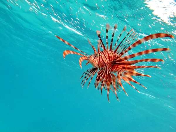 Lionfish Fish - a type of bone fish Osteichthyes. Scorpaenidae. Lionfish warrior.