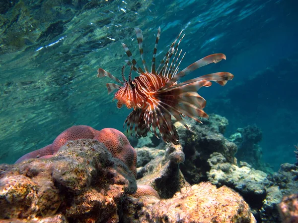 Lionfish Fish - a type of bone fish Osteichthyes. Scorpaenidae. Lionfish warrior.