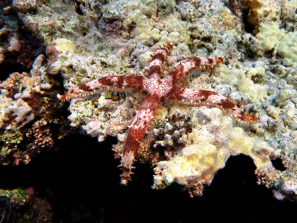 Rozgwiazdy Ozdoba Raf Morza Czerwonego — Zdjęcie stockowe
