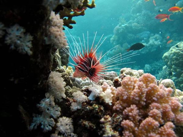 Broadbarred firefish. Fishes are a type of bone fish Osteichthyes. Scorpaenidae. Radiant lionfish.