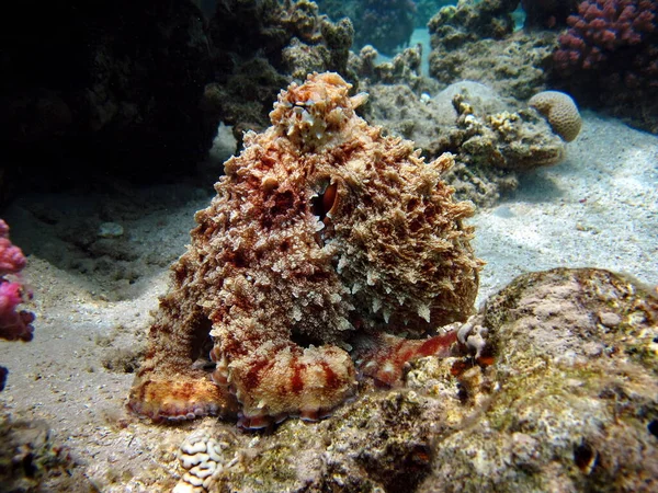 Pulpo Pulpo Azul Grande Los Arrecifes Del Mar Rojo —  Fotos de Stock