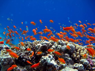 Balık. Muhteşem levrek - Kıymetli Pseudanthias Kızıldeniz 'in en yaygın antikasıdır. Dalgıçlar onu mercan kayalıklarının yamaçlarında büyük sürüler halinde görüyorlar. 15 cm uzuyor..