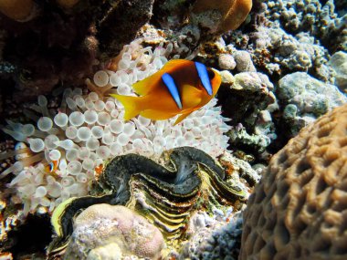 Palyaço balığı, amfiprimon (Amphiprioninae). Kızıl deniz palyaço balığı.
