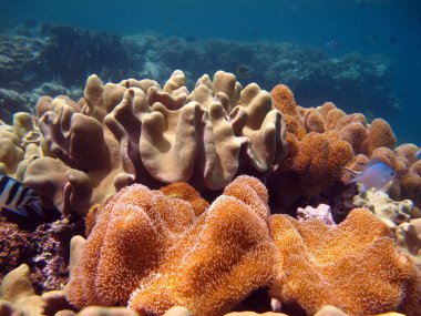 Kızıl Deniz 'in güzel mercan kayalıkları.