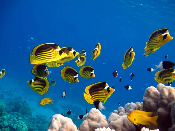 Butterfly fish Black-backed butterfly fish - this butterfly fish grows up to 15 cm, occurs in pairs, feeds on coral polyps.