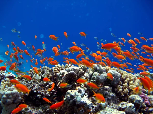 Fish. Fabulous Perch - Precious Pseudanthias is the most common antias in the Red Sea. Divers see him in huge flocks on the slopes of the coral reefs. It grows up to 15 cm.