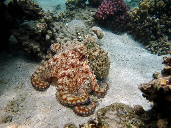 Octopus. Big Blue Octopus on the Red Sea Reefs.