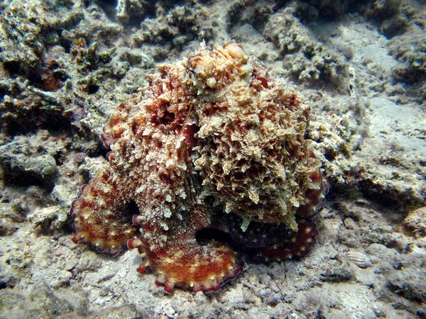 タコだ 紅海の大きな青いタコ Reefs — ストック写真