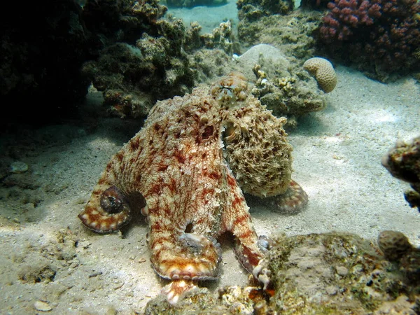 Octopus. Big Blue Octopus on the Red Sea Reefs.