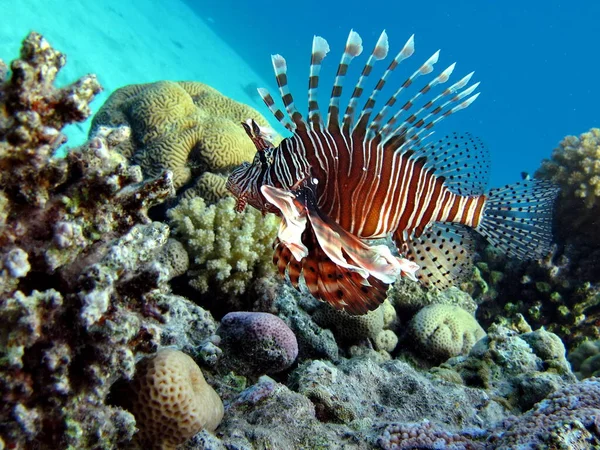 Риба Лев Червоному Морі — стокове фото