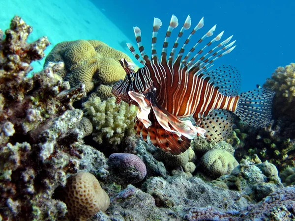 Lion Fish Red Sea — Stock Photo, Image