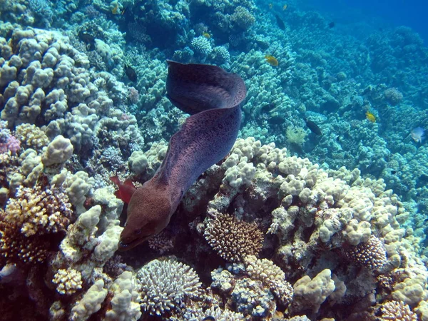 Moray Eels Pisces Type Bone Fish Osteichthyes Moray Eels Muraenidae — Stock Photo, Image