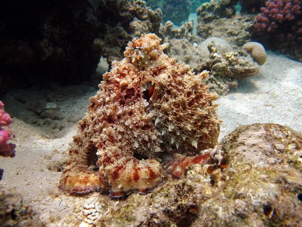 Осьминог Большой Голубой Опус Рифах Красного Моря — стоковое фото