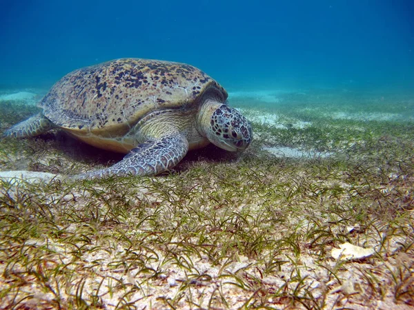 Tortuga Verde Grande Los Arrecifes Del Mar Rojo —  Fotos de Stock