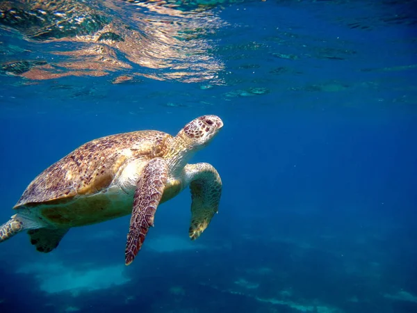 Tortuga Verde Grande Los Arrecifes Del Mar Rojo — Foto de Stock