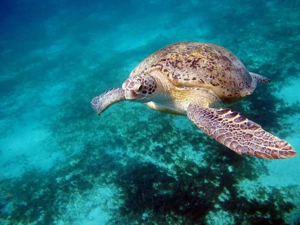 Tortuga Verde Grande Los Arrecifes Del Mar Rojo —  Fotos de Stock